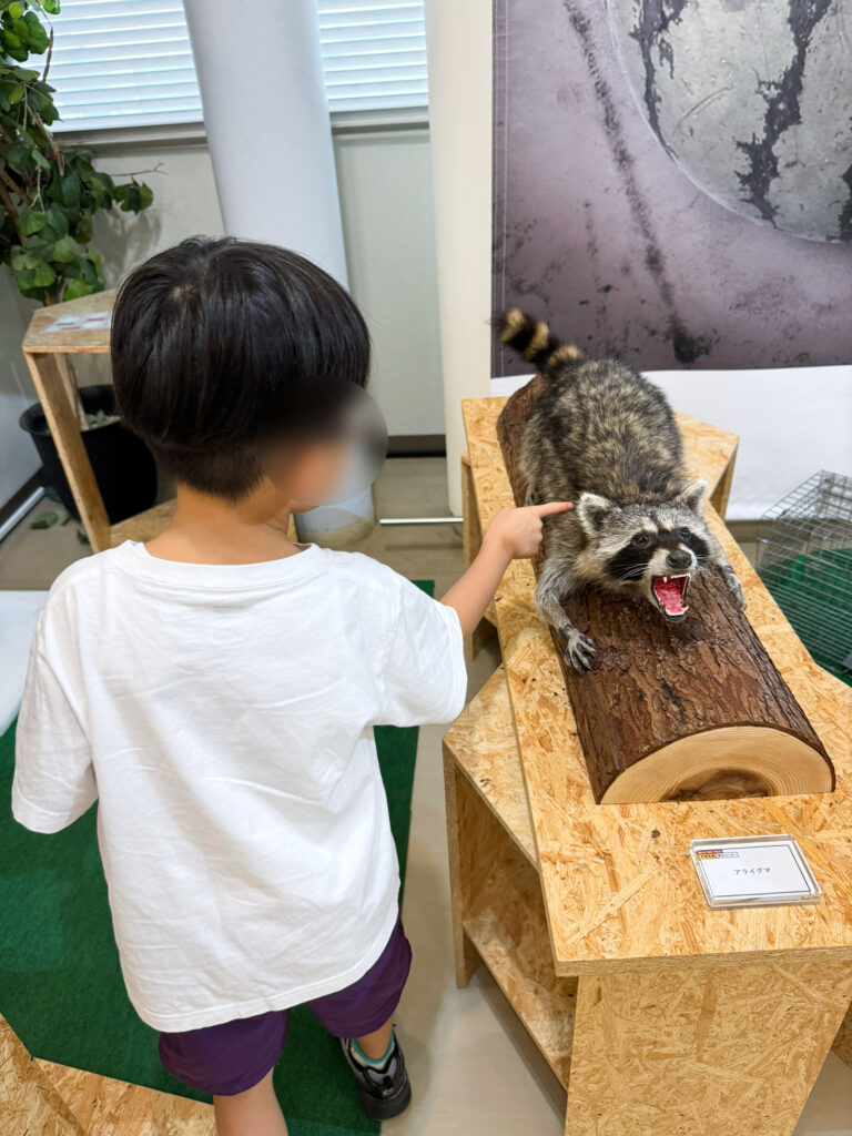 おそるおそるアライグマのはく製にタッチ