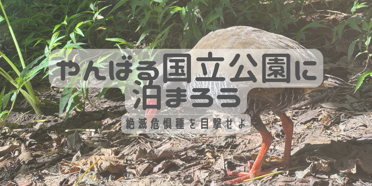 やんばる国立公園に泊まろう